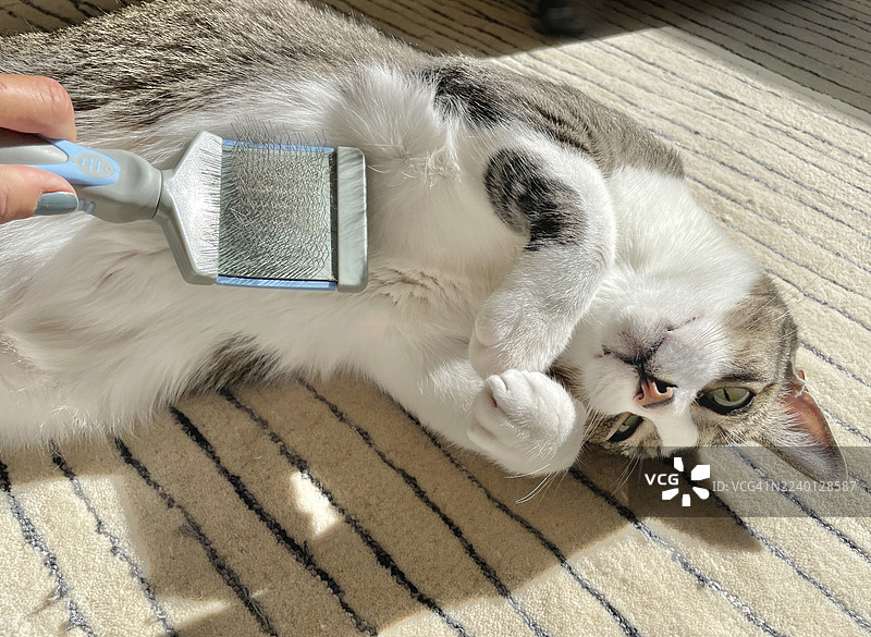 给猫刷毛图片素材