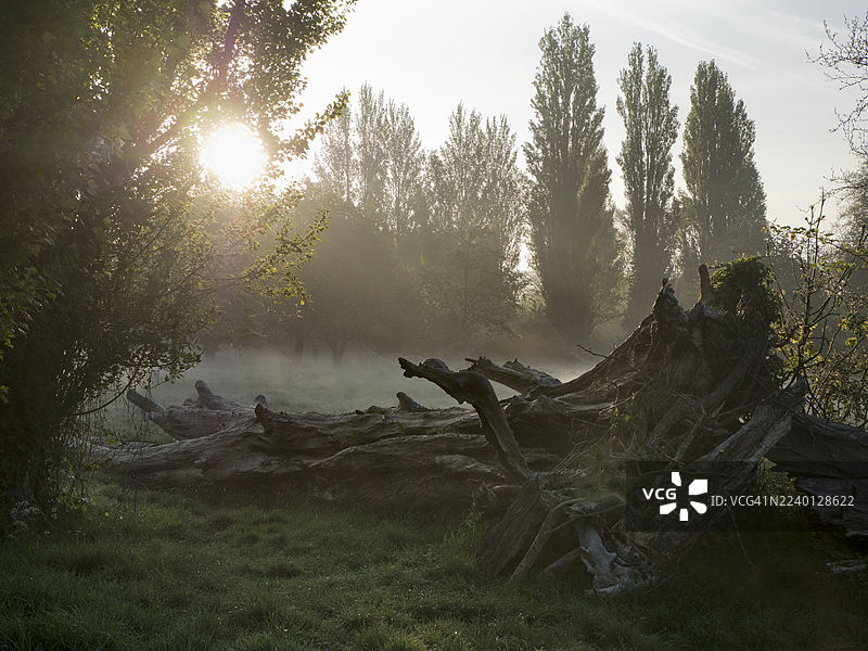 日出时，艾宾顿艾比菲尔兹被风暴刮倒的树干图片素材