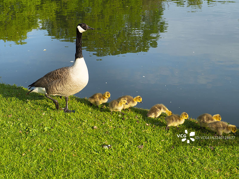 泰晤士河畔阿宾登的加拿大雁一家图片素材