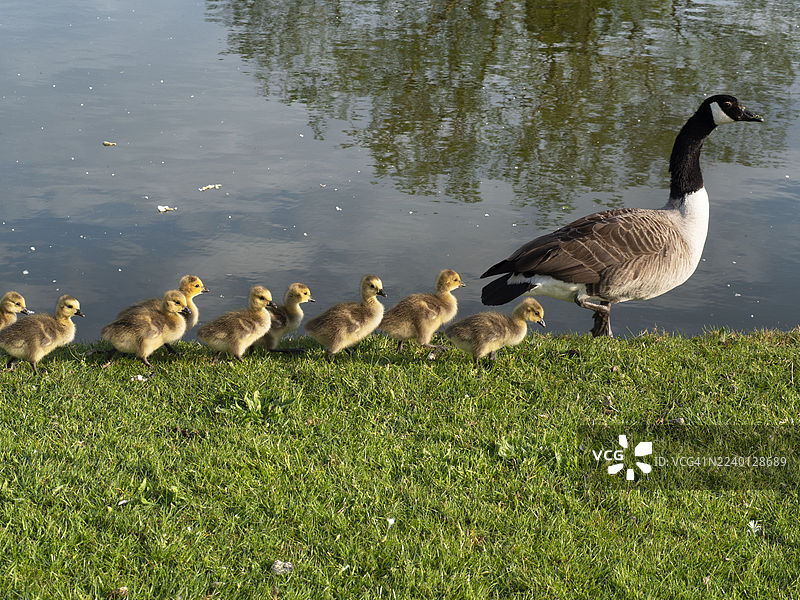 泰晤士河畔阿宾登的加拿大鹅一家图片素材