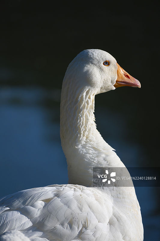 泰晤士河畔伊夫利船闸旁一只白天鹅的特写图片素材