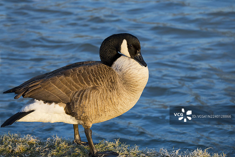 泰晤士河畔的加拿大鹅，在阿宾登的霜冻河岸边图片素材