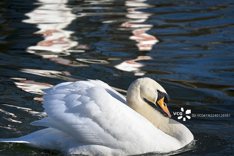 两只年幼的天鹅在拉德利船屋旁的泰晤士河上一起游泳图片素材