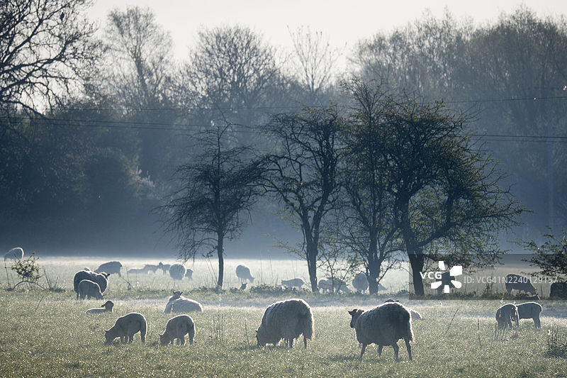 泰晤士河畔阿宾顿，薄雾弥漫的日出，有羊群，在林地上空图片素材