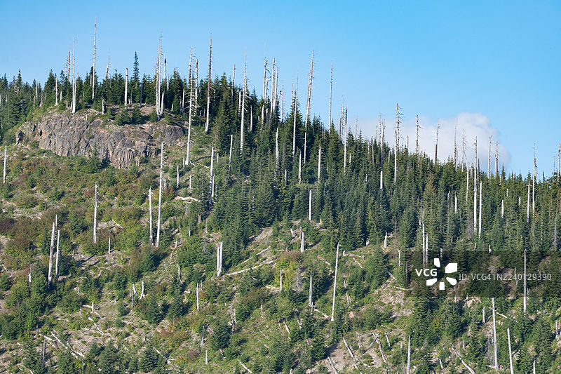 圣海伦斯火山1980年喷发时被烧死、枯死的树木，华盛顿州图片素材