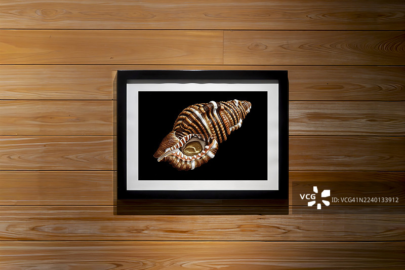木墙展示架上的条纹海螺（海神骨螺）艺术画框，带插画占位符图片素材