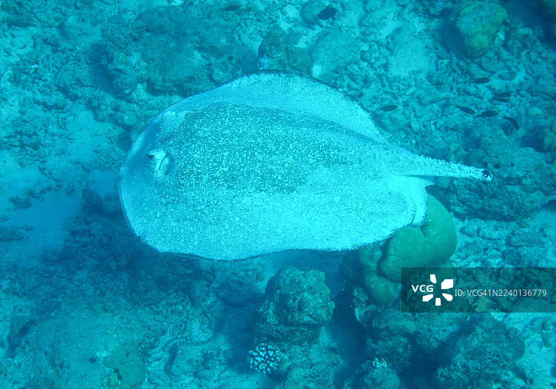 珊瑚上的刺鳐图片素材