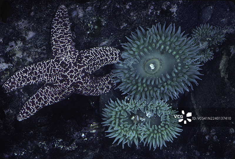 紫海星，俗称赭色海星或赭色海星，是太平洋常见的一种海星。位于加利福尼亚州索诺马县的盐点州立公园。图片素材