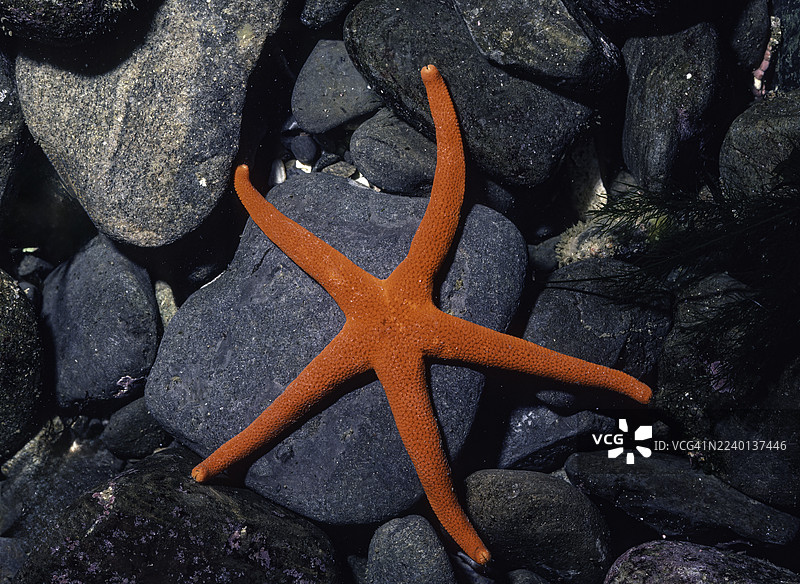 太平洋血星（Henricia leviuscula），俗称太平洋血星，是一种在北美太平洋沿岸发现的海星。位于加利福尼亚州索诺马县的盐点州立公园。太平洋。图片素材