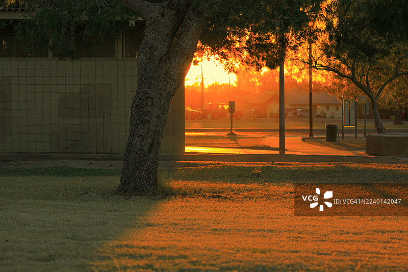 亚利桑那州凤凰城北山公园，午后夕阳的阳光穿透树叶和树枝。图片素材