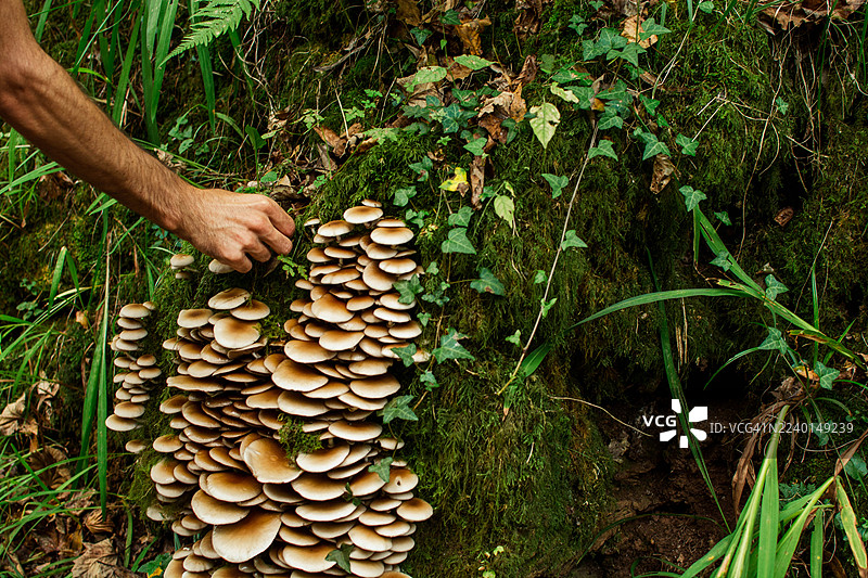 在自然森林环境中采摘野生蘑菇图片素材