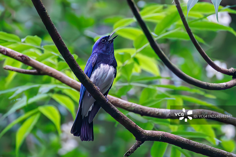 蓝喉姬鹟,Cyanoptila cyanomelana。一只快乐的蓝鸟在泉水中沐浴。野生鸟类。观鸟,日本山梨县富士吉田市大宝泉 - 2025图片素材