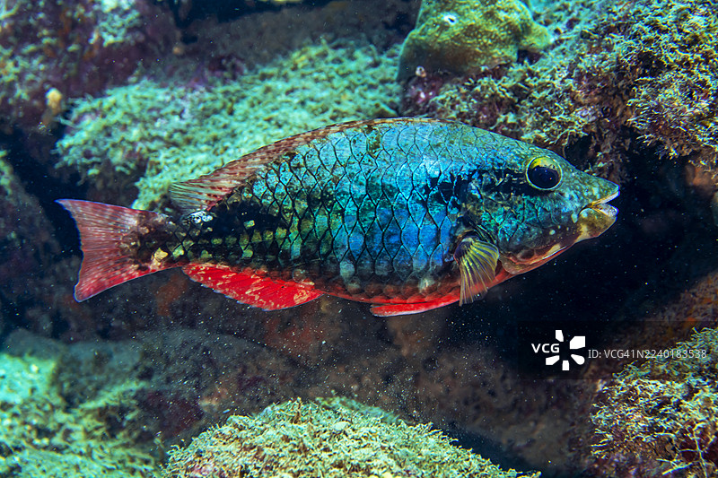 红带鹦嘴鱼图片素材