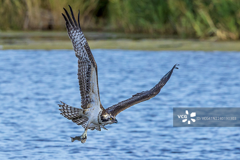鳟鱼早餐图片素材