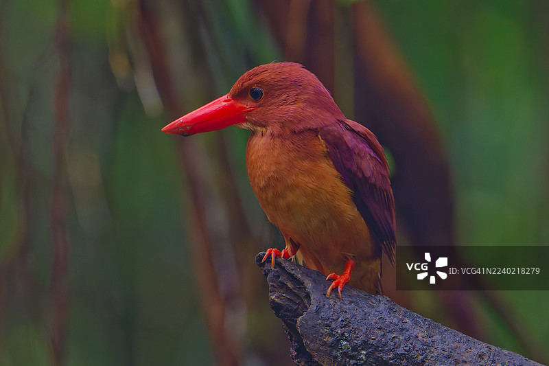 翠鸟觅食图片素材