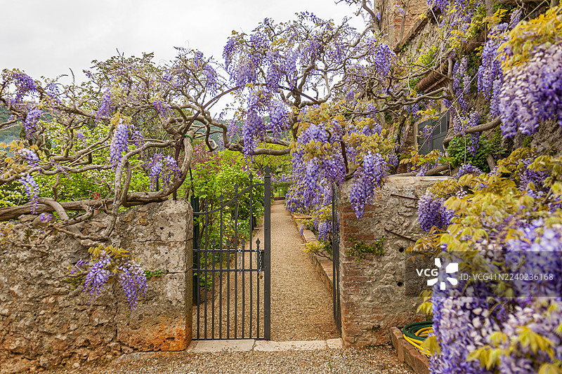 托斯卡纳，塞蒂纳尔别墅花园图片素材