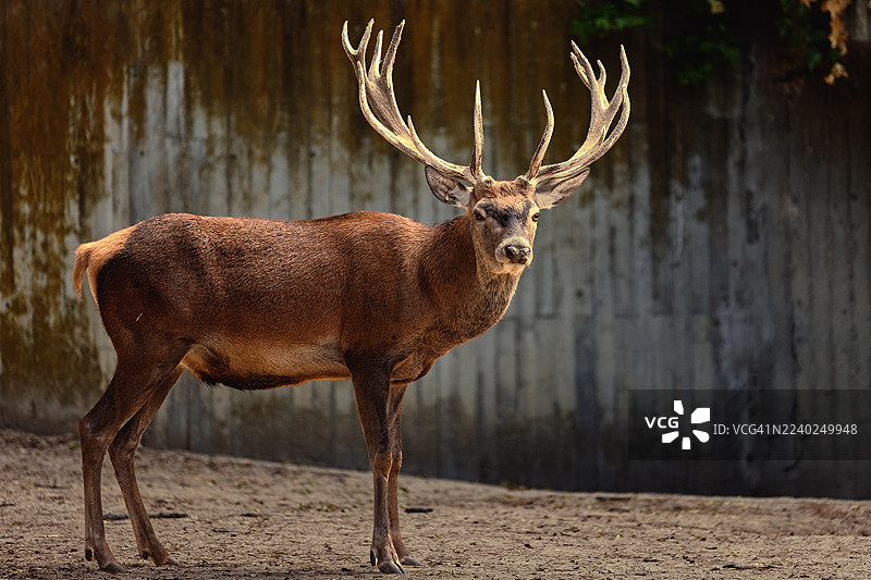 雄伟的鹿站在混凝土墙附近图片素材