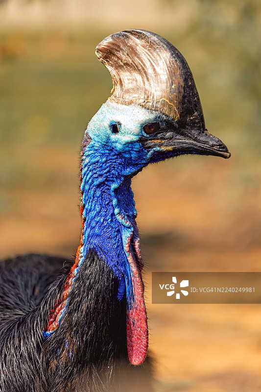头盔状冠的食火鸡特写图片素材