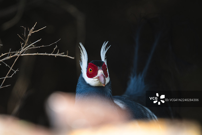 蓝马鸡 (Crossoptilon auritum) 特写镜头图片素材