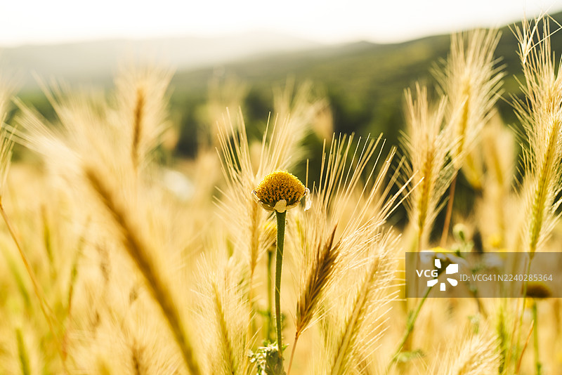 夏日阳光下，金黄的麦田里点缀着野花。图片素材