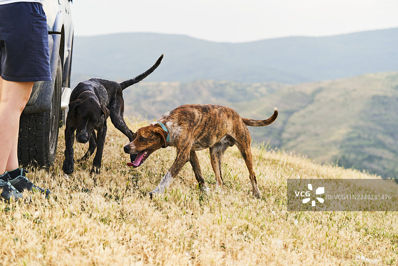 两只狗在享受夏日徒步，主人和汽车在旁，它们吐着舌头喘气。图片素材