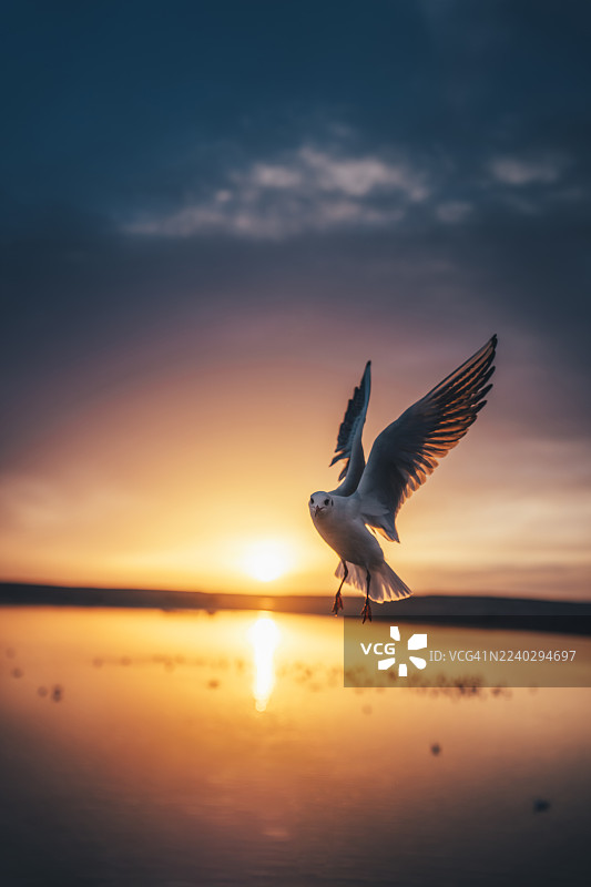 海鸥在内蒙古额济纳旗居延海日落时分飞翔图片素材
