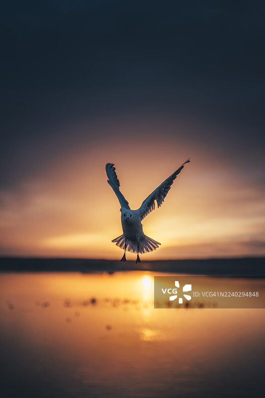 海鸥在内蒙古额济纳旗居延湖上空日落时飞翔图片素材