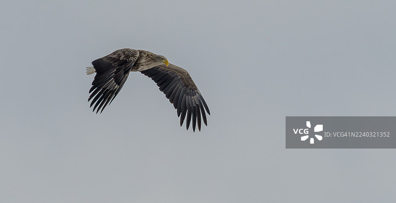 白尾海雕图片素材
