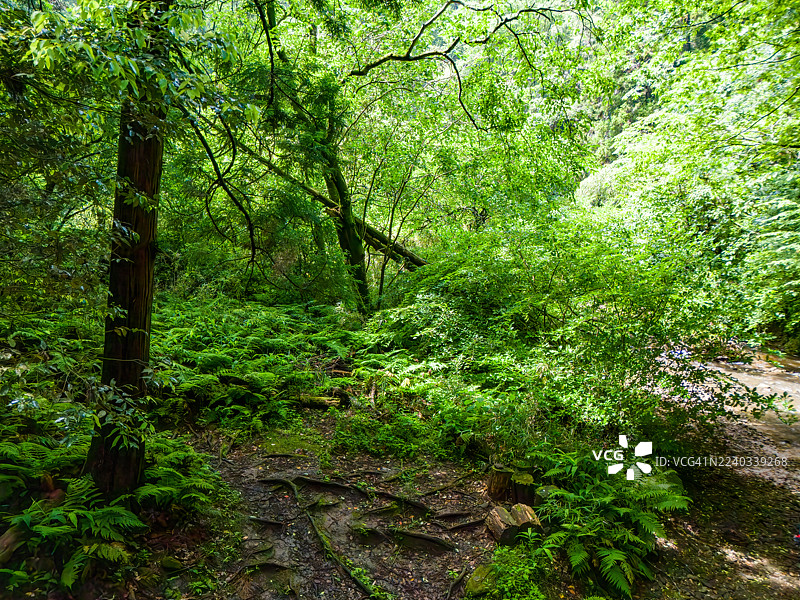 清晨,新鲜的绿色森林小路。一条森林小路沿着母河(Morito River)的源头延伸。高大的雪松树和其他树木茁壮成长。图片素材