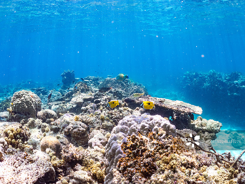 斑点狐狸鱼（Siganus unimaculatus）、蓝纹鹦嘴鱼（Scarus ghobban）、蓝绿雀鲷（Chromis viridis）等热带鱼群，美丽的珊瑚礁和游泳的人们。安室岛、座间味岛、庆良间群岛。图片素材