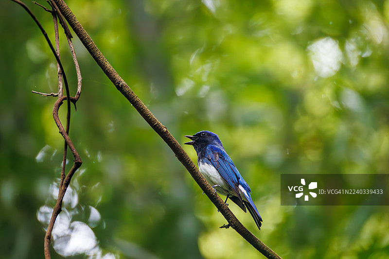 蓝白姬鹟,Cyanoptila cyanomelana。一只快乐的蓝色小鸟在泉水中沐浴。野生鸟类。观鸟,日本山梨县富士吉田市大宝春(2025年)- 2025图片素材