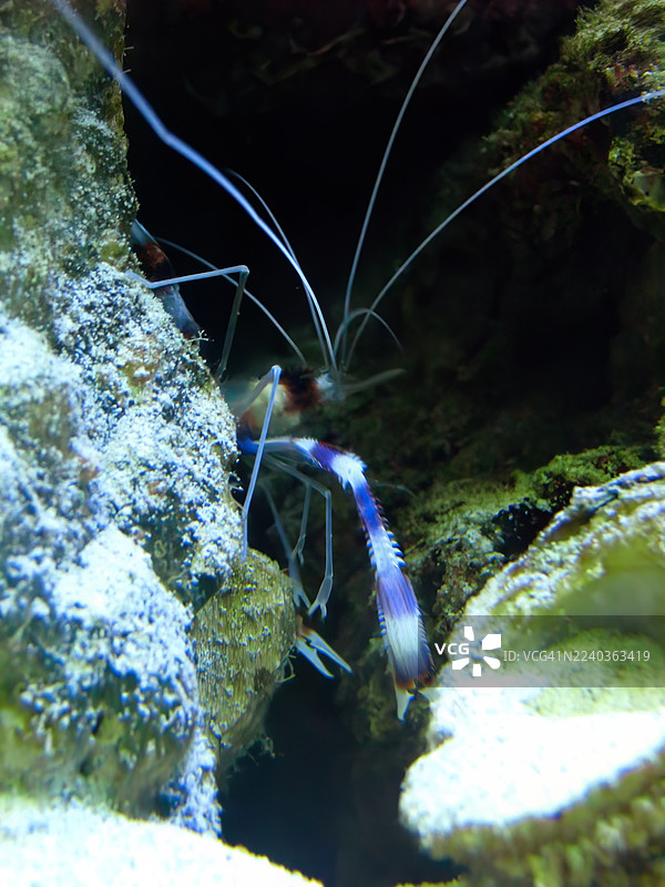 条纹珊瑚虾（Stenopus hispidus）藏身于珊瑚缝隙中的特写视图。图片素材