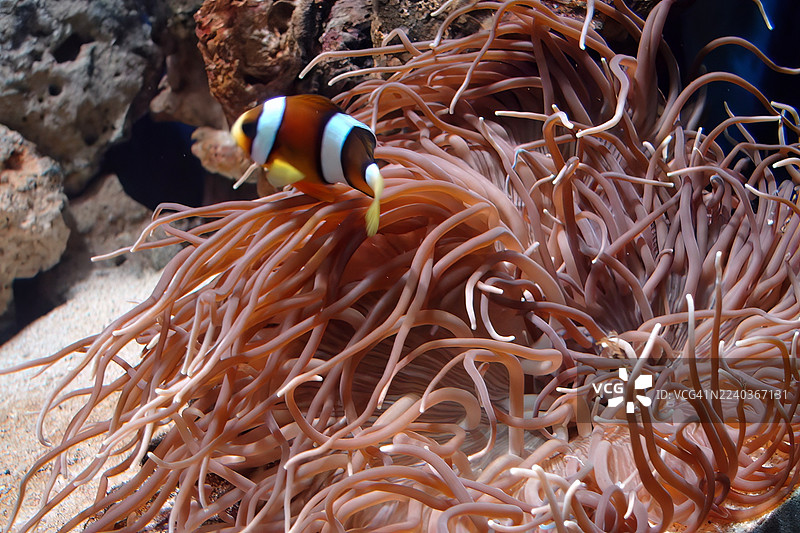 一只克拉克海葵鱼，身上有鲜艳的橙色、白色和黑色条纹，藏在海葵红褐色的触手中。图片素材