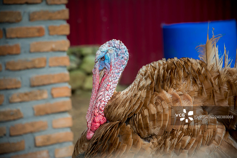 印度尼西亚北苏门答腊省卡罗兰地区农场饲养的火鸡图片素材