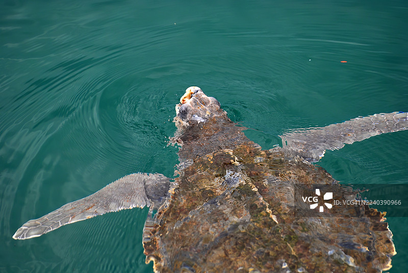 一只海龟在蓝绿色海水中滑行。图片素材
