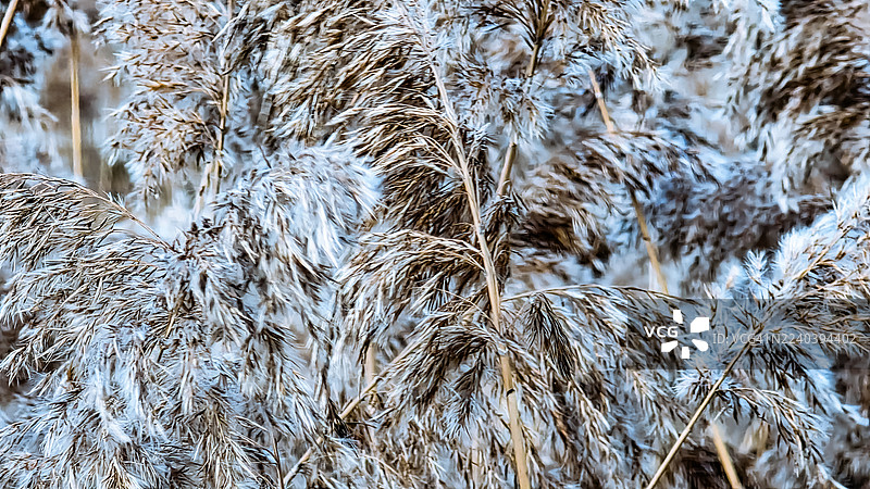 芦苇（Phragmites australis），又称卡里佐芦苇，特写镜头图片素材