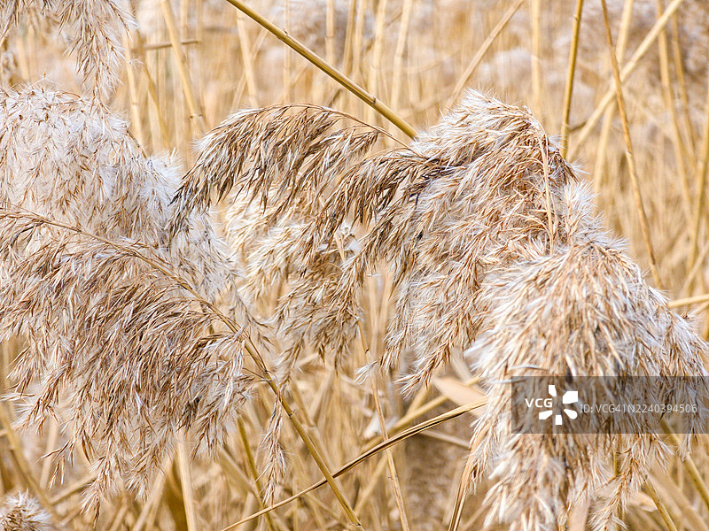 芦苇（Phragmites australis），也称为卡里佐芦苇，特写图片素材