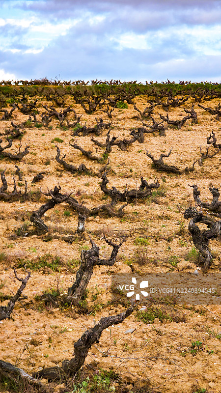 远眺的古老葡萄藤，背景是湛蓝的天空图片素材