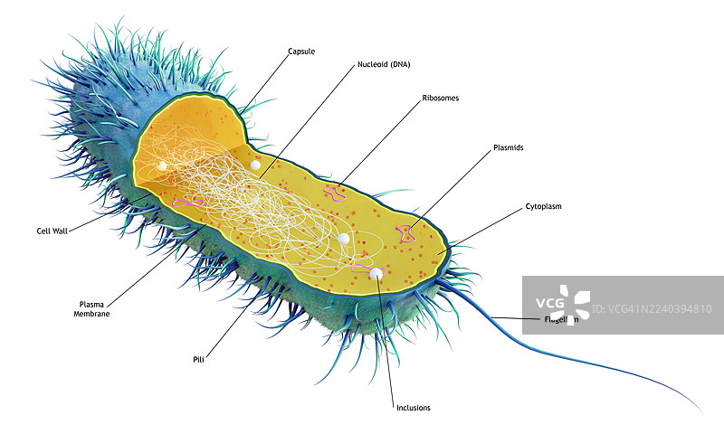 原核细胞的剖面图图片素材
