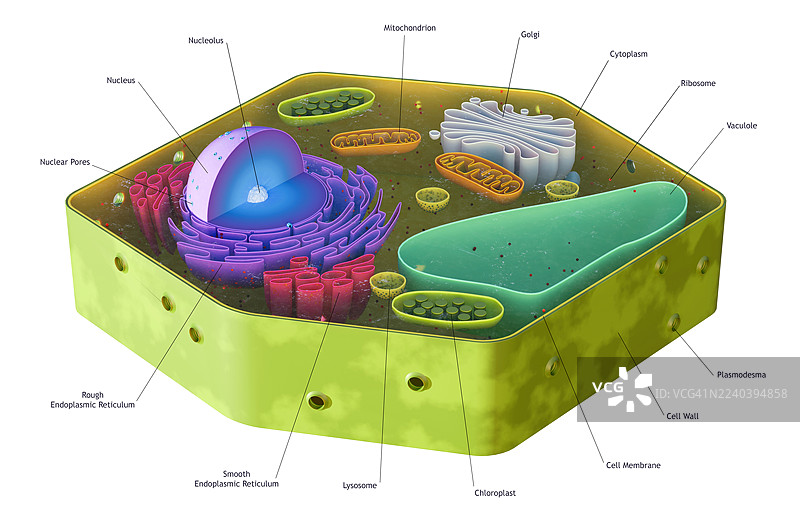 植物细胞结构艺术图图片素材