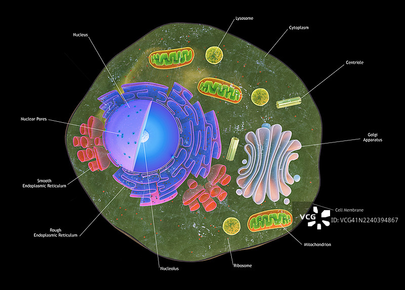 真核动物细胞的剖视图图片素材