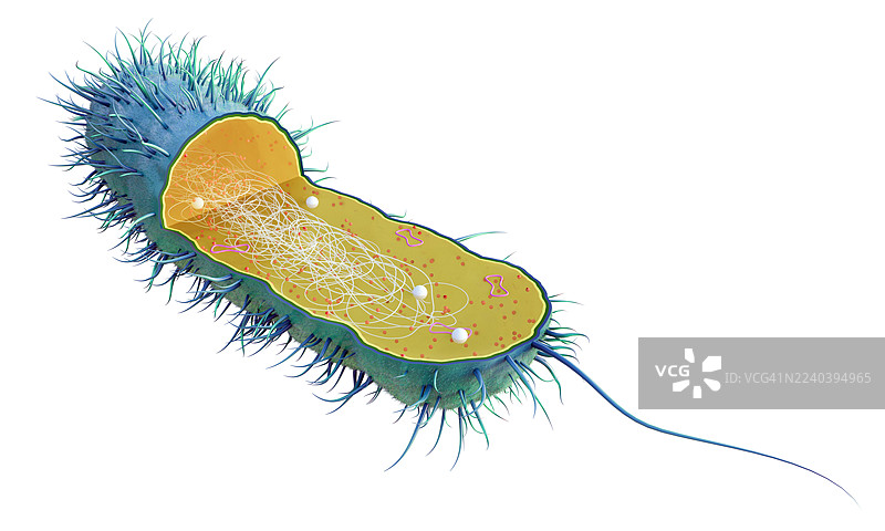 原核细胞的剖面图图片素材
