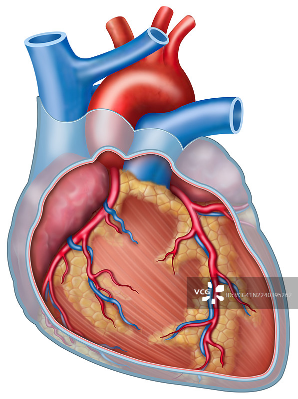 心包的解剖与功能，插画图片素材