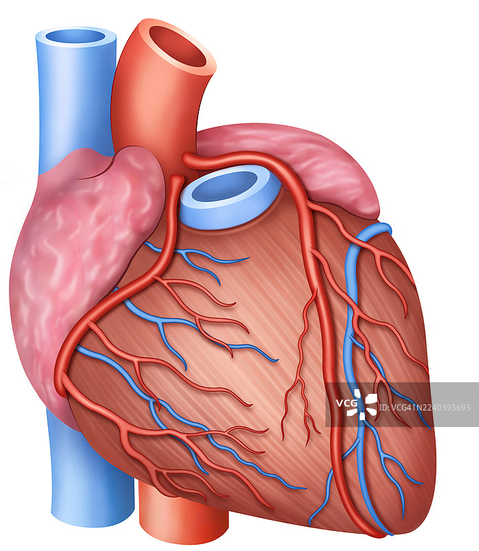 心脏解剖图，插画图片素材
