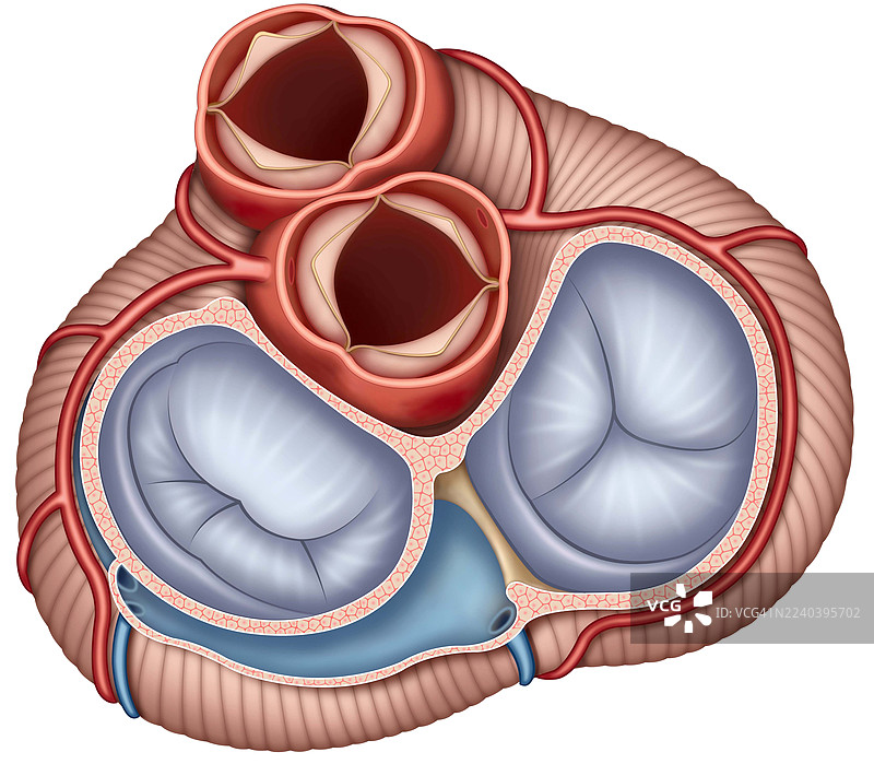 心脏瓣膜解剖图，插画图片素材