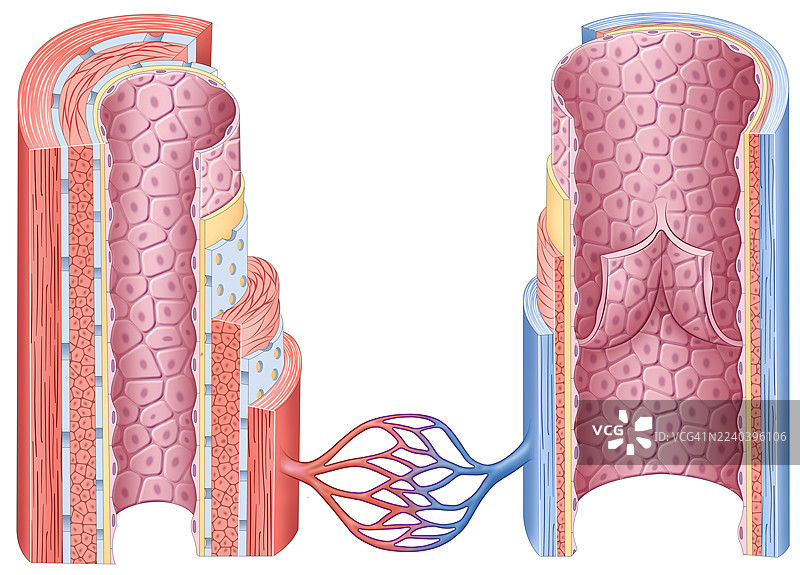 静脉和动脉的层叠，插画图片素材