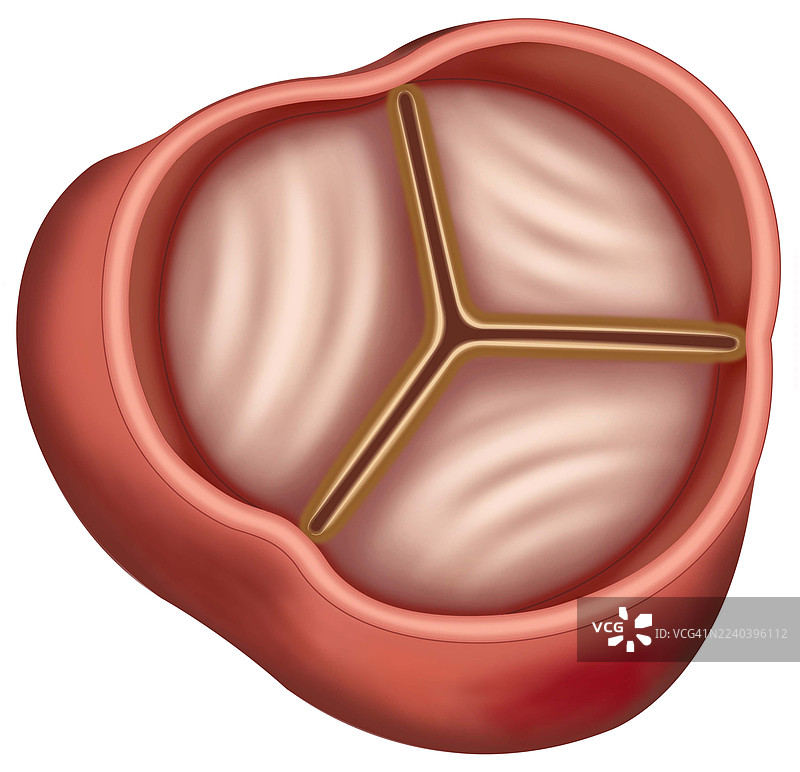 关闭的主动脉瓣，插画图片素材
