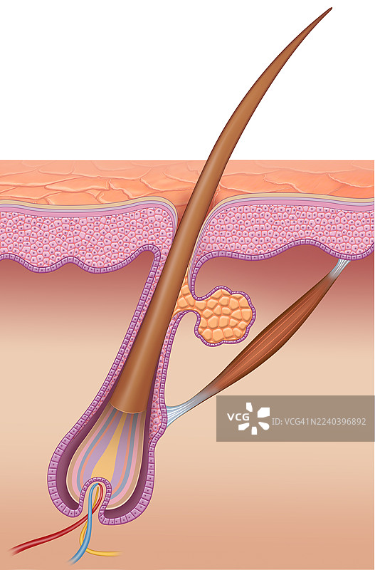 皮肤和毛发的结构，插画图片素材