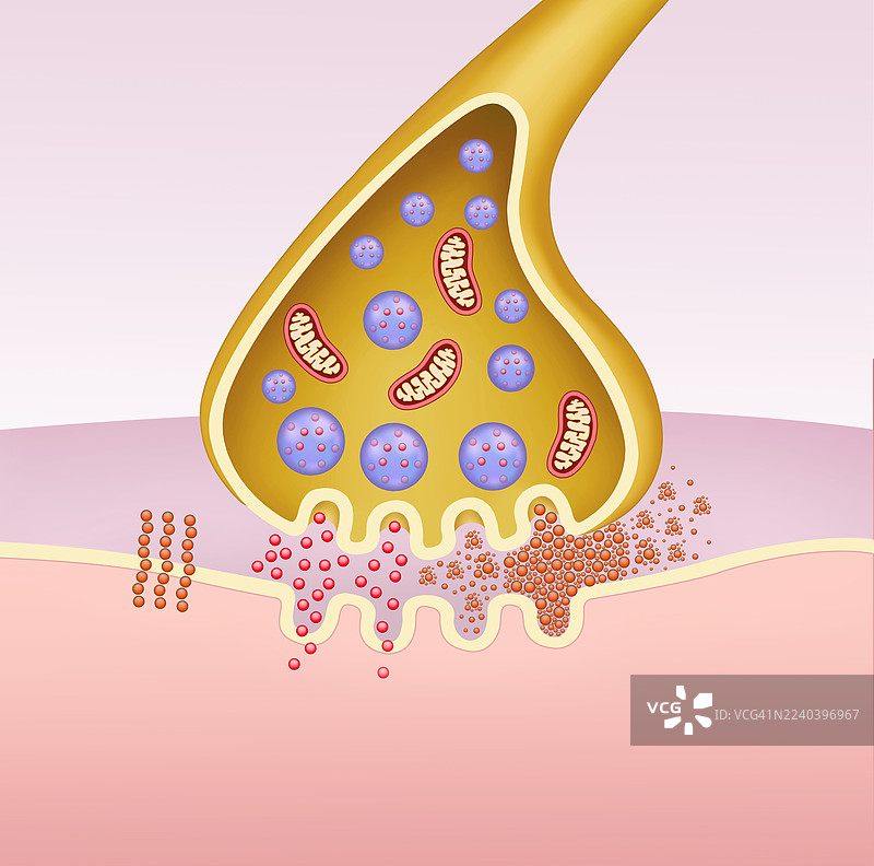 阿尔茨海默病中的突触，插画图片素材