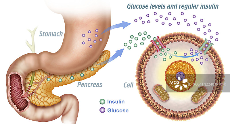 正常的胰岛素和葡萄糖生成，插画图片素材